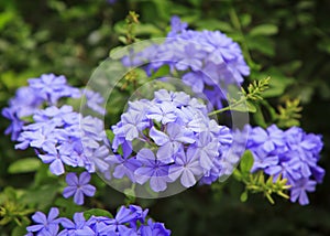 Closeup of a Plumbago