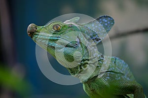 Closeup of Plumed basilisk head (Basiliscus plumifrons)