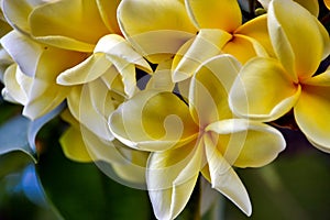 Closeup of the Plumeria blunt flowers in the garden