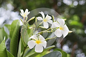 closeup of plumeria flower on tree