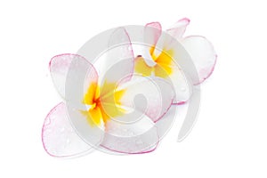 Closeup Plumeria, Frangipanni pink and white color on white back