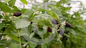 Closeup of plump blackberries hanging delicately on branch within greenhouse
