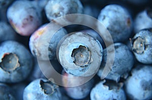 Closeup of plump organic fresh picked blueberries