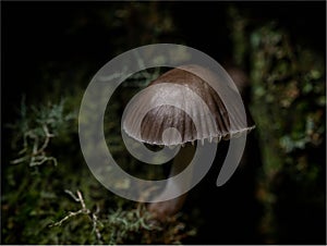Closeup of the Pluteus nanus.
