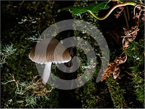 Closeup of the Pluteus nanus.