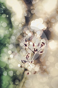 Closeup of poaceae with dew on blurred bokeh background. Outdoo photo