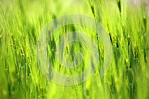 Closeup of poaceae field in countryside texture background. photo
