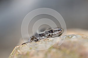 Closeup of Podarcis muralis, common wall lizard on a rock.