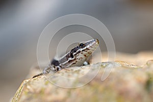 Closeup of Podarcis muralis, common wall lizard on a rock.