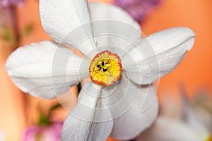 Closeup of Poet`s Daffodil Narcissus poeticus flower. White narcissus Narcissus poeticus bouquet in glass. Pheasantâ€™s eye, Fin