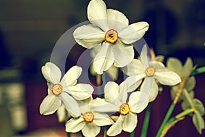 Closeup of Poet`s Daffodil Narcissus poeticus flower. White narcissus Narcissus poeticus bouquet in glass. Pheasantâ€™s eye, Fin