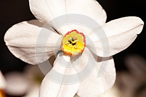 Closeup of Poet`s Daffodil Narcissus poeticus flower. White narcissus Narcissus poeticus bouquet in glass. Pheasantâ€™s eye, Fin