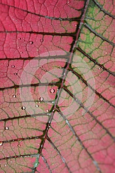 Closeup of Poinsettia leaf