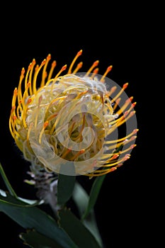 Closeup, pointy, leucospermum cordifolium, green, floral, petal, pincushion, fynbos, africa, flora, stem, spiky, protea,