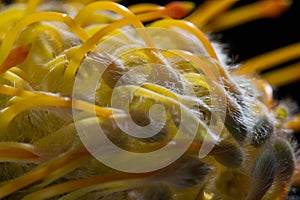 Closeup, pointy, leucospermum cordifolium, green, floral, petal, pincushion, fynbos, africa, flora, stem, spiky, protea,