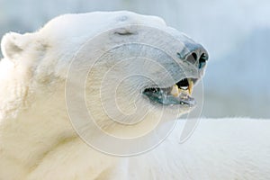 Closeup of a polar bear with closed eyes lying on the ground under the sunlight