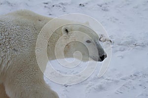 Closeup of a Polar Bear or Ursus Maritimus walking on snow on a sunny day, near Churchill, Manitoba Canada