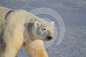 Closeup of a Polar Bear or Ursus Maritimus walking on snow on a sunny day, near Churchill, Manitoba Canada