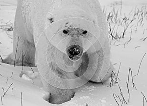 Closeup of a polar bear or ursus maritumus in black and white, near Churchill, Manitoba Canada