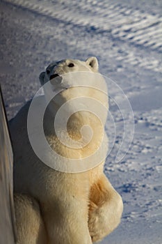Closeup of a polar bear or ursus maritumus looking up, near Churchill, Manitoba Canada