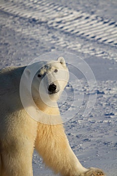 Closeup of a polar bear or ursus maritumus on a sunny day, near Churchill, Manitoba Canada