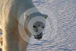 Closeup of a polar bear or ursus maritumus on a sunny day, near Churchill, Manitoba Canada
