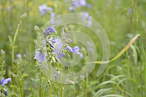 Polemonium caeruleum with light blue flowers photo