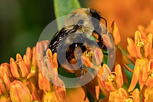 Closeup of pollen basket or sac of Eastern Bumble Bee on butterfly milkweed wildflower. photo