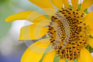 Closeup pollen of blooming sunflower, sunflowers are cultivated for their edible seeds.