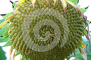 Closeup pollen of blooming sunflower, sunflowers are cultivated for their edible seeds.