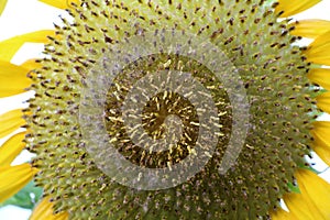 Closeup pollen of blooming sunflower, sunflowers are cultivated for their edible seeds.