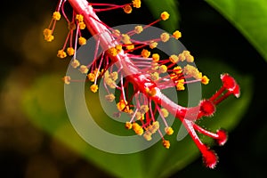 Closeup pollen of hibiscus flower