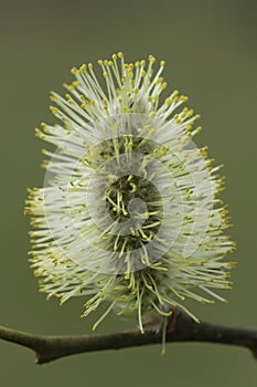 Closeup on a pollen loaded male yellow flower catkin of Goat willow, Salix caprea