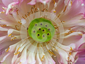 Closeup of Pollen and petals of blooming pink lotus; drops of water on green leaves; lotus seeds in dried calyx