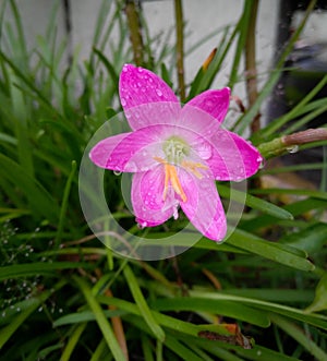 Closeup of pollen and petals of pink lily flower, nature photography, gardening background