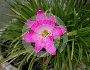 Closeup of pollen and petals of pink lily flower, nature photography, gardening background