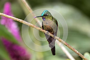 Closeup of a pollinating Violet-tailed Sylph hummingbird,Ecuador