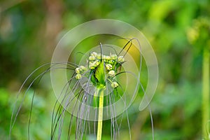 Closeup of polynesian arrowroot bloom during rainy season. Tacca leontopetaloides plant in southeast asian