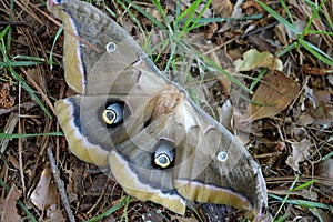 Closeup of a polyphemus silk moth in the grass