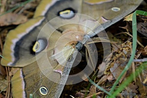 Closeup of a polyphemus silk moth in the grass