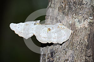 Closeup of Polyporales on a tree in a garden with a blurry bakground