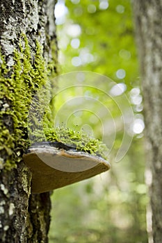 Closeup of polypore on big trunk