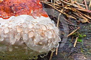 Closeup on a Polypore mushroom with water drop