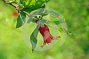 Pomegranate flower in green bokeh background