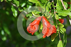 Pomegranate flower on tree