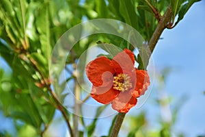 Pomegranate flower on tree