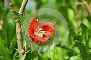 Pomegranate flower on tree