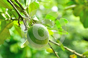 Closeup of Pomelo fruit on tree in garden