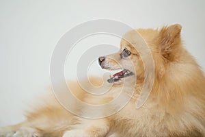 Closeup pomeranian dog lying on floor with blurred white cement wall background