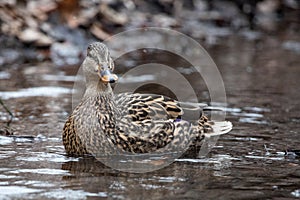 Closeup Pond Swimmer Solitary Green Brown and White Female Mallard Duck